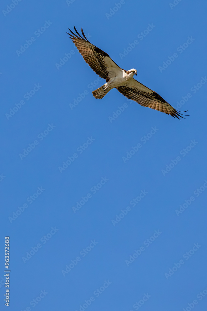 Osprey (Pandion haliaetus) flying in a blue sky with copy space