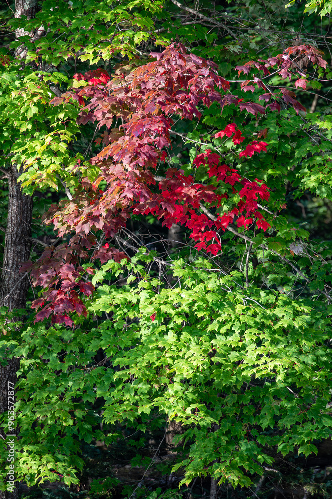 Wisconsin maple tree starting to turn colors in August Wisconsin maple tree starting to turn colors in August