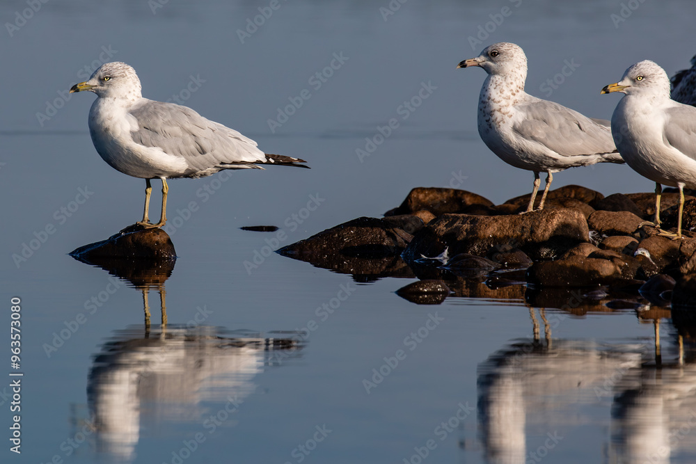 Ring-billed Gull (Larus delawarensis) on a small rock pile in the middle of a lake Ring-billed Gull (Larus delawarensis) on a small rock pile in the middle of a lake