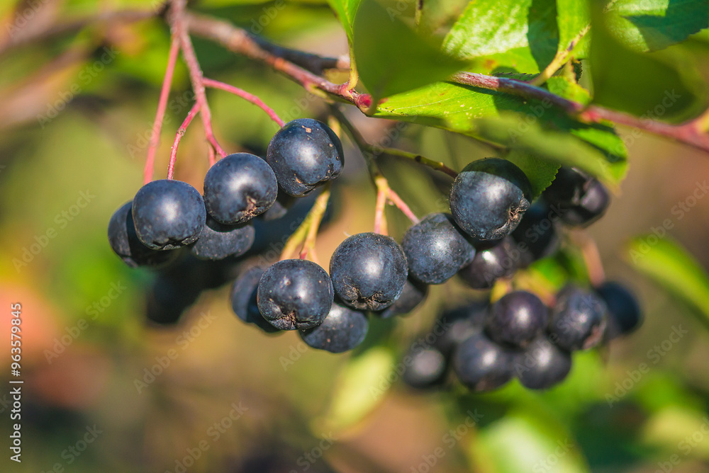 Aronia or Sorbaronia fallax berries on sunlight Aronia or Sorbaronia fallax berries on sunlight