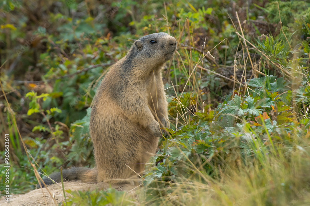 An Alpine Marmot (Marmota marmota) adult curious observing it's environment in the Swiss Alps An Alpine Marmot (Marmota marmota) adult curious observing it's environment in the Swiss Alps