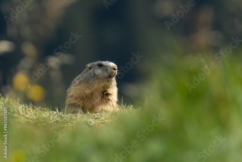 An Alpine Marmot (Marmota marmota) adult curious observing it's environment in the Swiss Alps photo