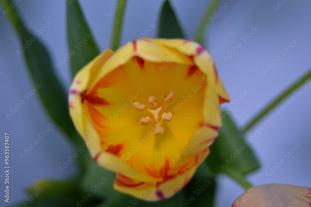 Fototapeta premium yellow tulip flower