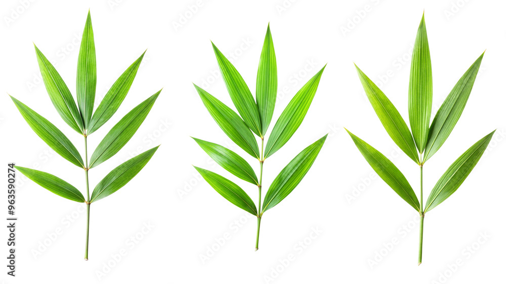 Fototapeta premium Bamboo leaf isolated set. 