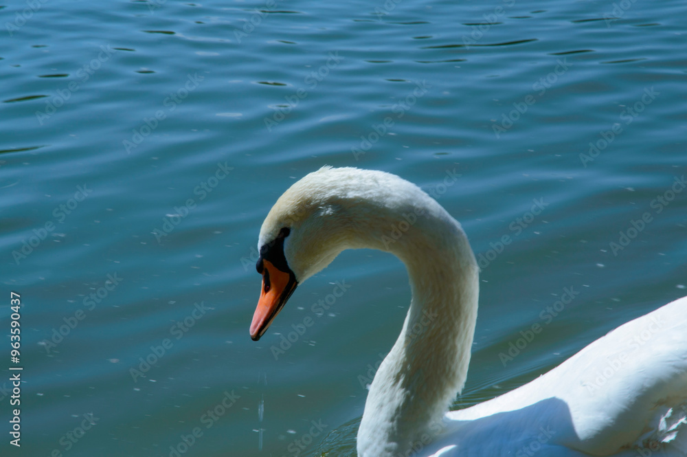 Naklejka premium close-up: mute swan with wholly white plumage with an orange beak bordered with black waterside