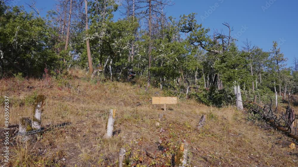 Logging Tree Felling Cutting and Falling