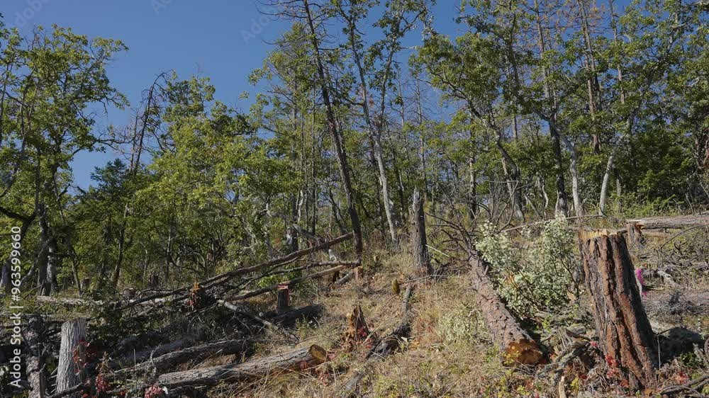 Logging Tree Felling Cutting and Falling Logging Tree Felling Cutting and Falling
