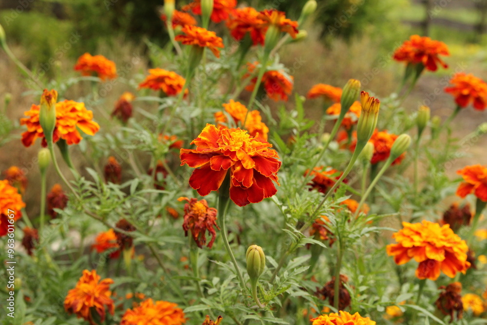 a big marigold plant with red orange flowers closeup in the garden in summer