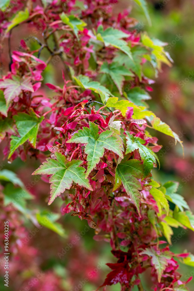 red maple seeds red maple seeds