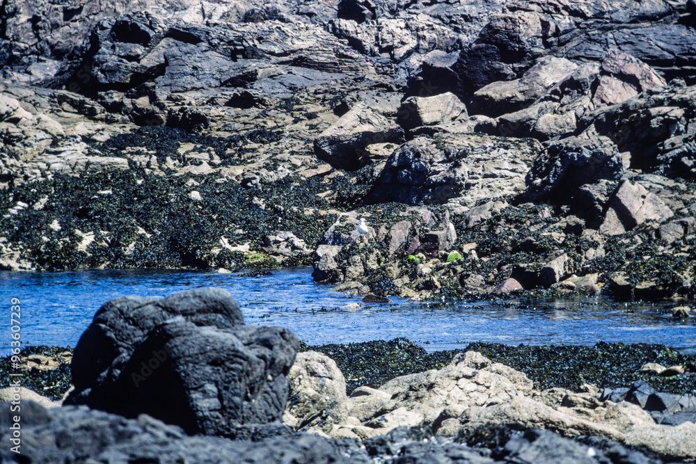 Naklejka premium Vintage photograph of a rocky shoreline