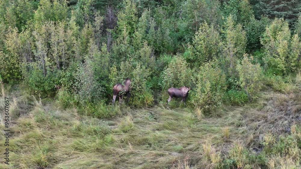 2 Moose in the green woods 2 Moose in the green woods
