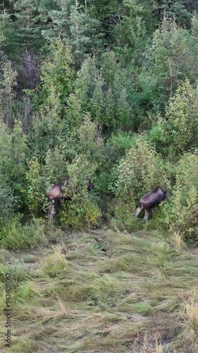 Moose in the woods together