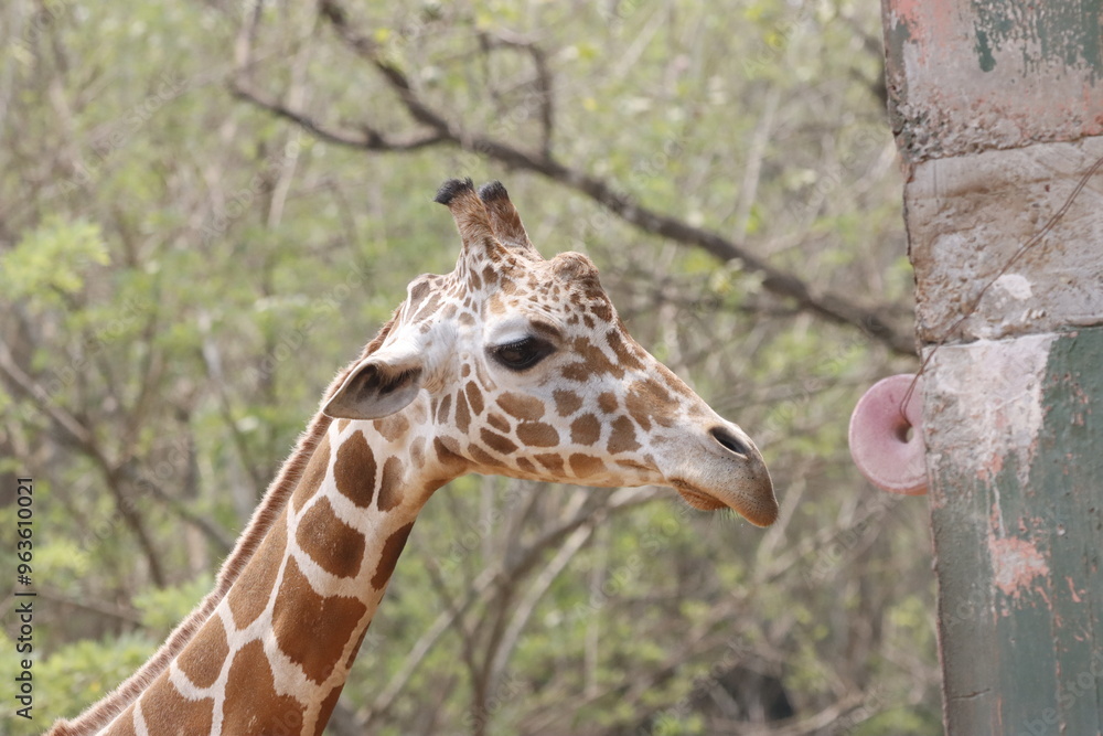 Obraz premium his majestic photograph captures a giraffe standing tall in its natural savanna habitat. The giraffe's long neck and distinctive patterned coat are beautifully highlighted against the vast, open lands