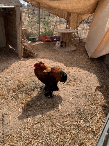 rooster in the farm