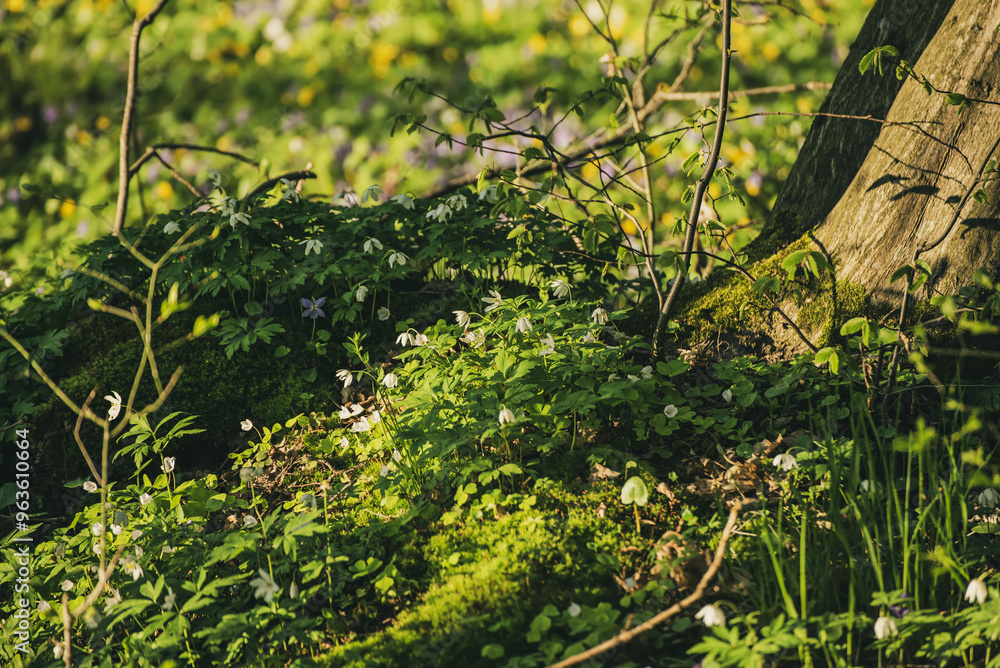Fototapeta premium Flowering green forest with white flowers, spring nature background