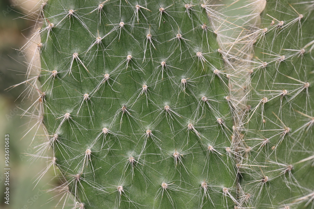 Obraz premium Opuntia Pylana kaktus opuncja białe włosy