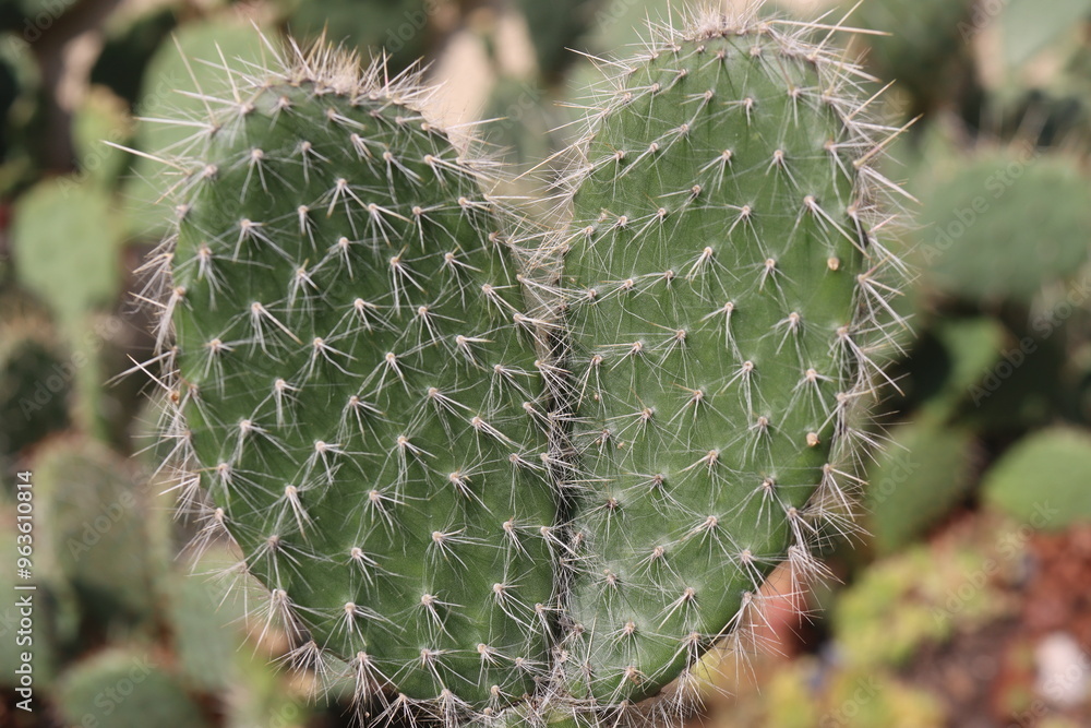 Fototapeta premium Opuntia Pylana kaktus opuncja białe włosy