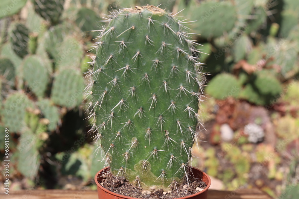 Obraz premium Opuntia Pylana kaktus opuncja białe włosy