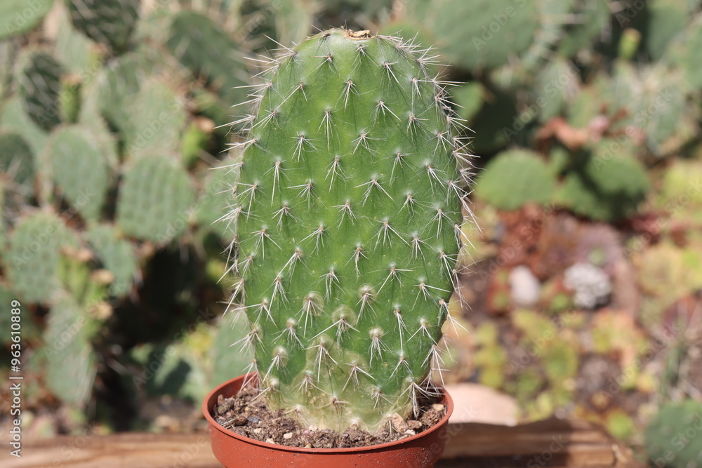 Fototapeta premium Opuntia Pylana kaktus opuncja białe włosy