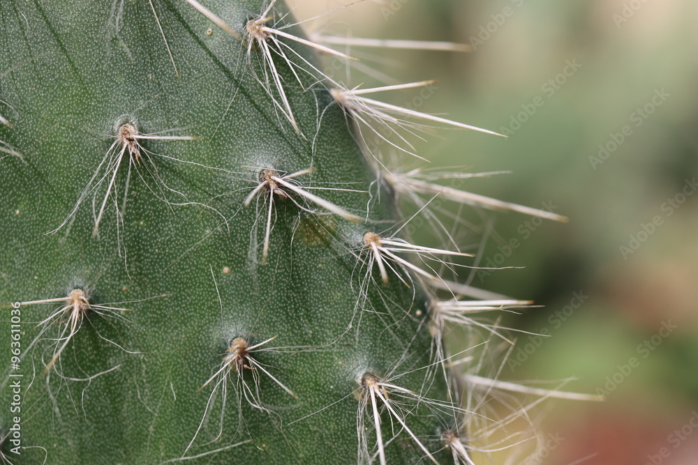 Fototapeta premium Opuntia Pylana kaktus opuncja białe włosy
