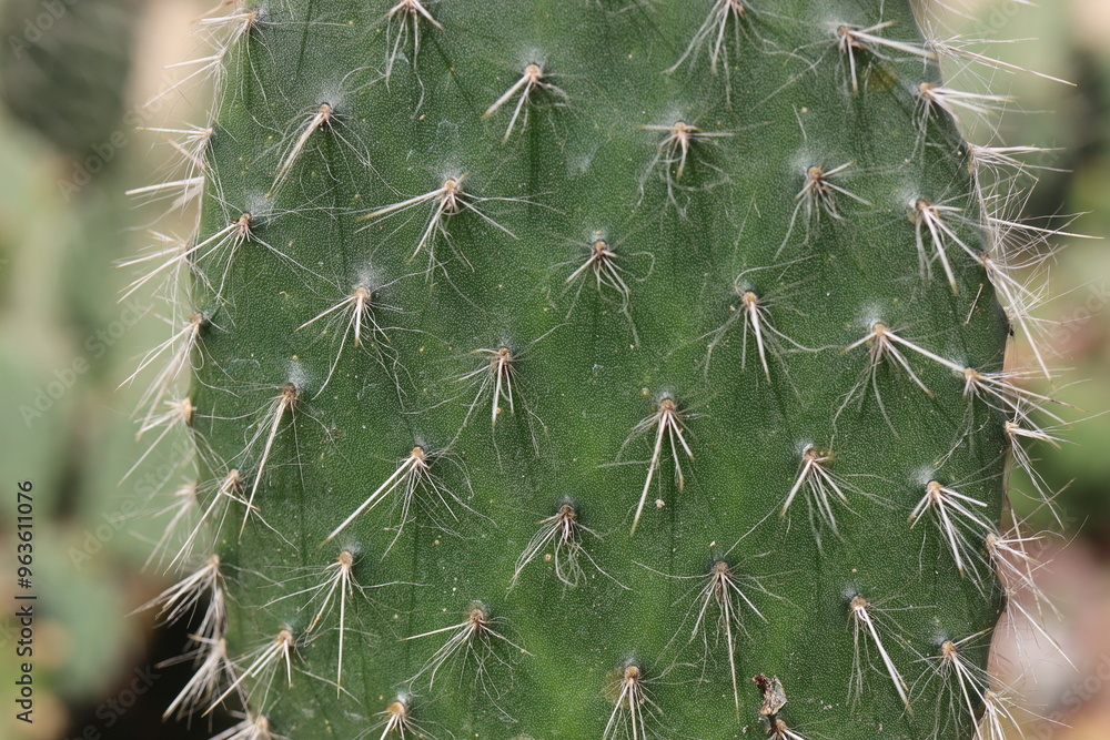 Fototapeta premium Opuntia Pylana kaktus opuncja białe włosy