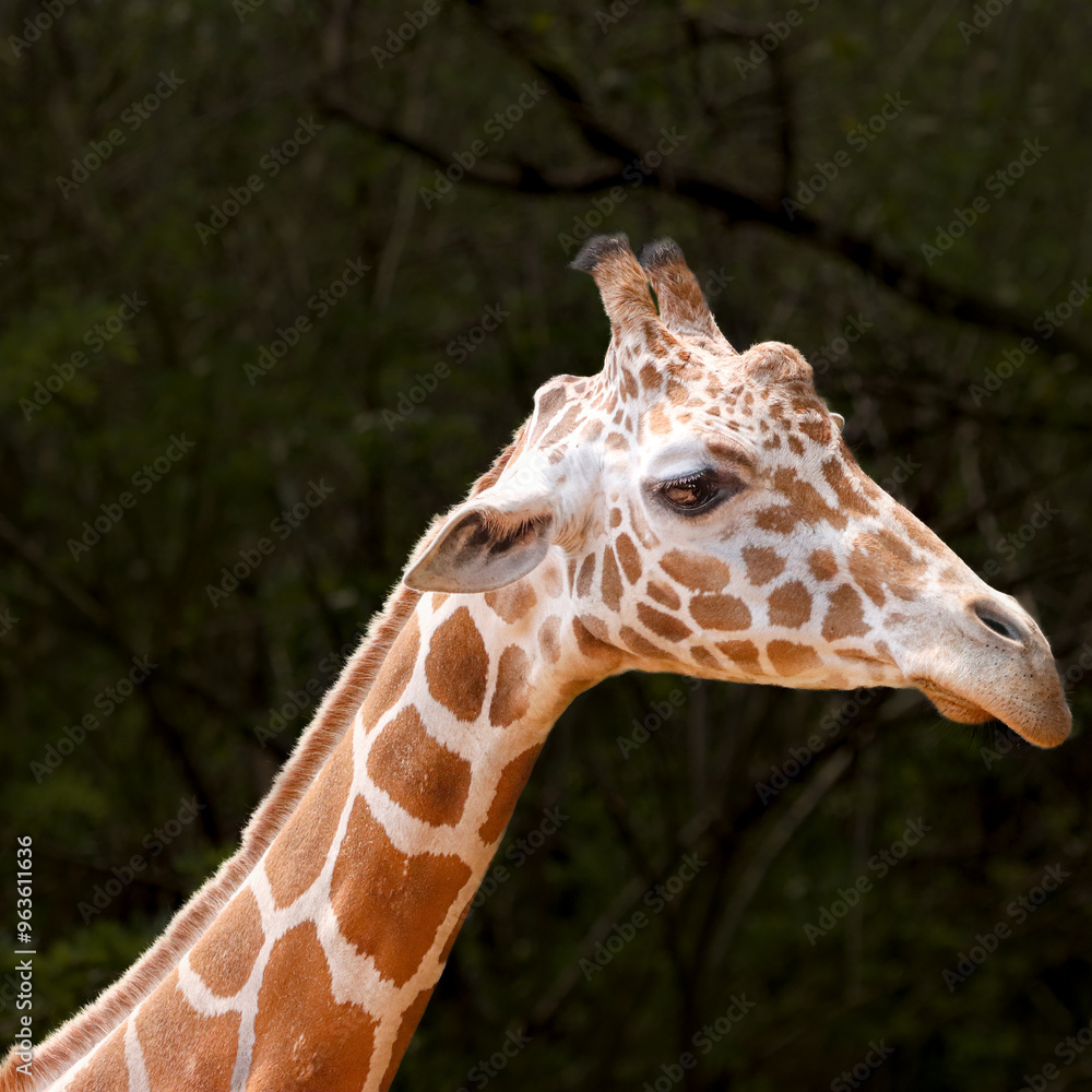 his majestic photograph captures a giraffe standing tall in its natural savanna habitat. The giraffe's long neck and distinctive patterned coat are beautifully highlighted against the vast, open lands his majestic photograph captures a giraffe standing tall in its natural savanna habitat. The giraffe's long neck and distinctive patterned coat are beautifully highlighted against the vast, open lands