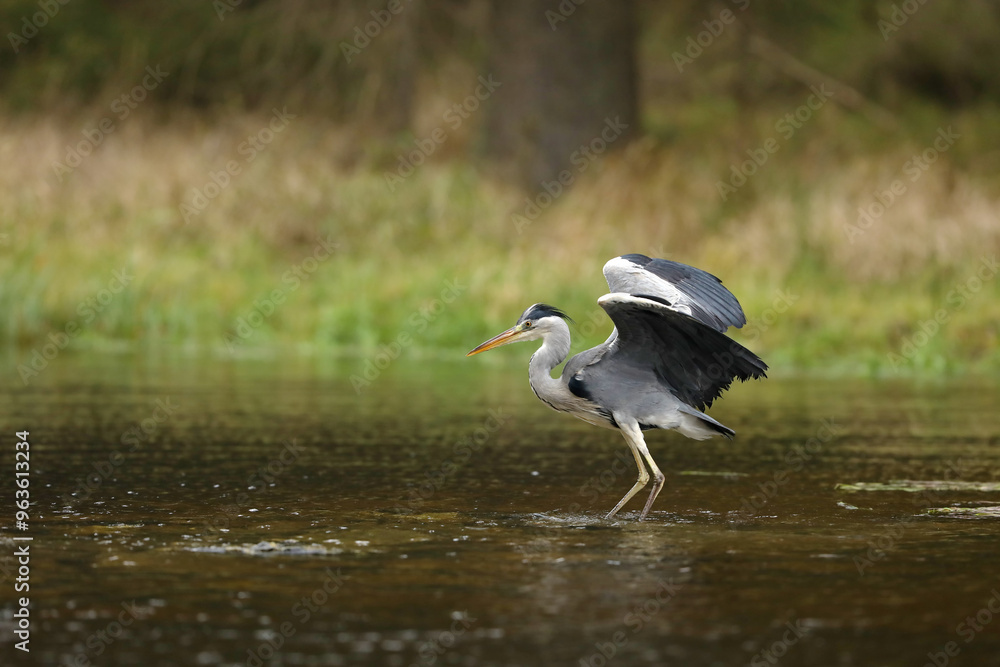 Lake in the forest with bird. Bird the water. Grey Heron, Ardea cinerea, bird hunting in the lake, green marsh grass and forest in the background, Czech republic.