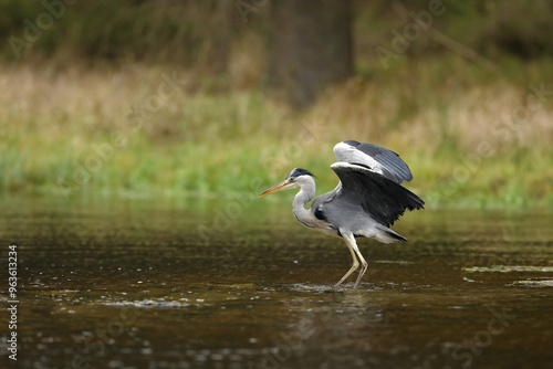 Obraz na płótnie Lake in the forest with bird. Bird the water. Grey Heron, Ardea cinerea, bird hunting in the lake, green marsh grass and forest in the background, Czech republic. w salonie