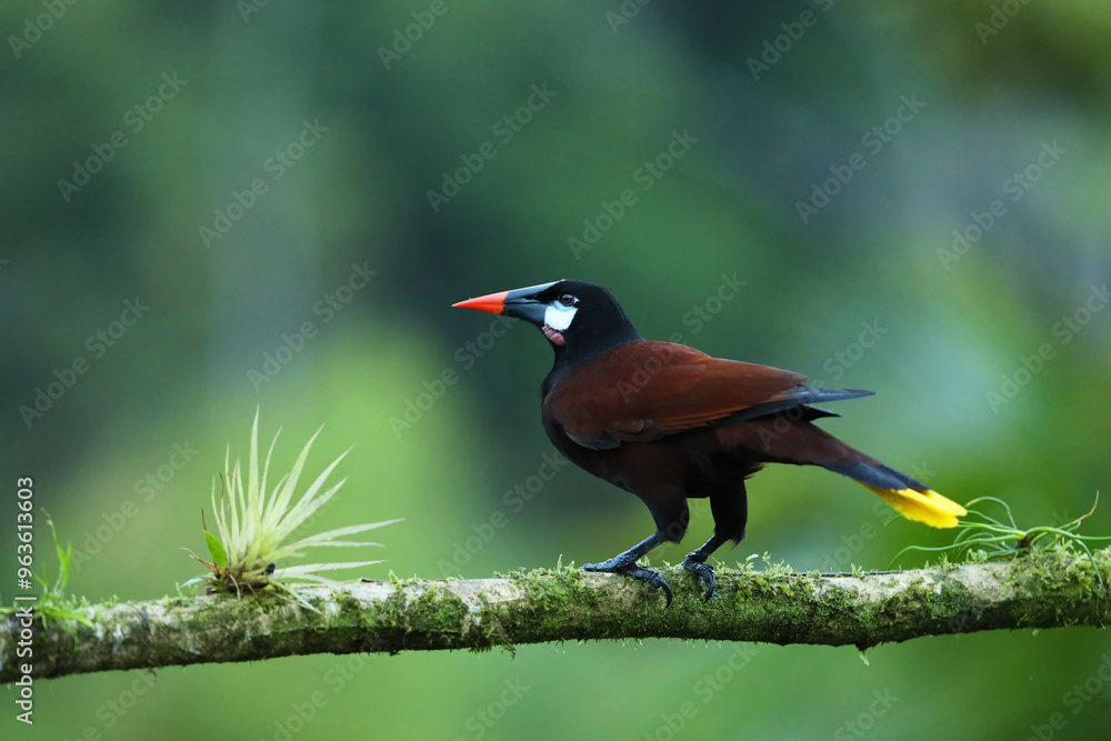 Montezuma Oropendola, Psarocolius montezuma, portrait of bird from Costa Rica. Wildlife scene from tropical rainforest