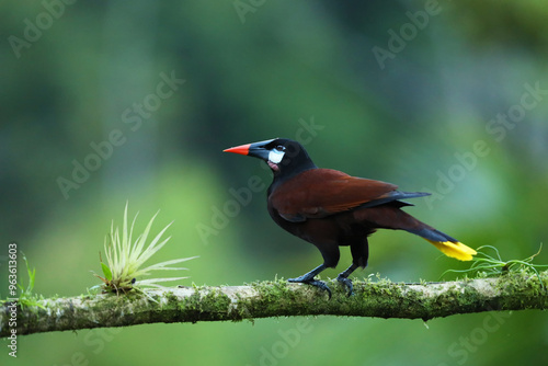 Obraz na płótnie Montezuma Oropendola, Psarocolius montezuma, portrait of bird from Costa Rica. Wildlife scene from tropical rainforest w salonie