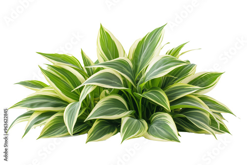 A close-up image showcasing the vibrant, variegated foliage of a tropical plant isolated on white background.