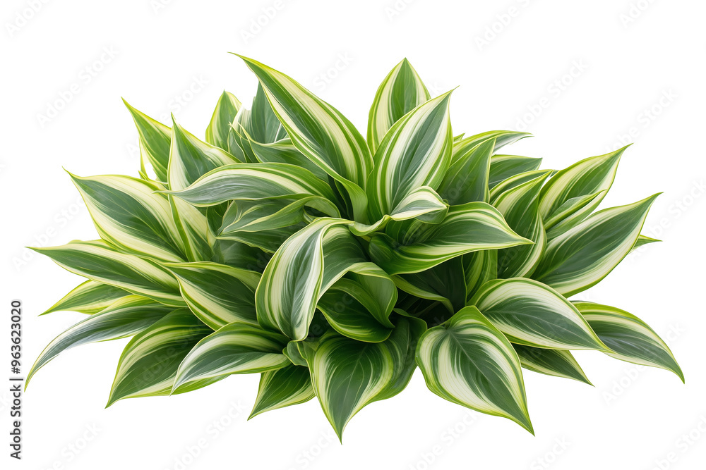 A close-up image showcasing the vibrant, variegated foliage of a tropical plant isolated on white background. A close-up image showcasing the vibrant, variegated foliage of a tropical plant isolated on white background.
