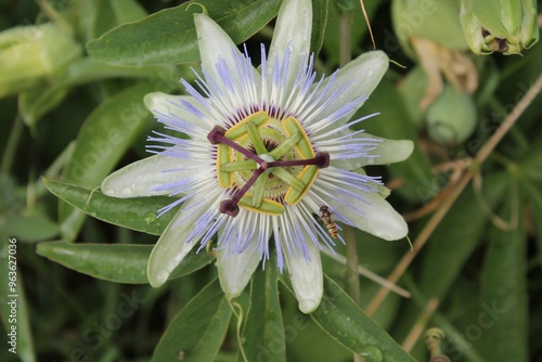 fleur de passiflore avec arrière-plan