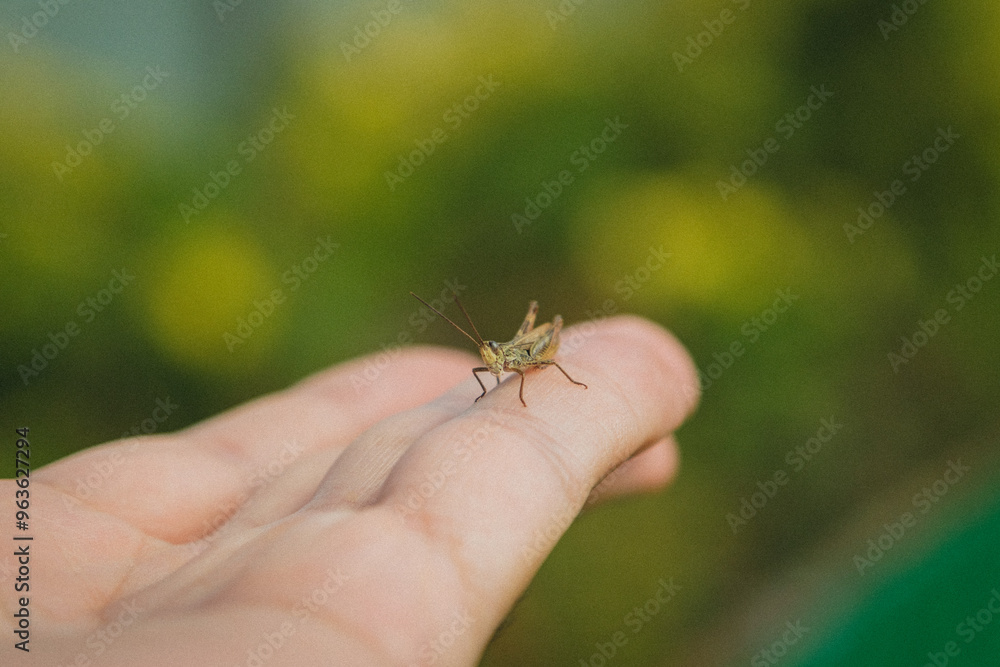 Grasshopper on my arm Grasshopper on my arm