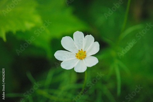 Mom's Flowers, August 2024