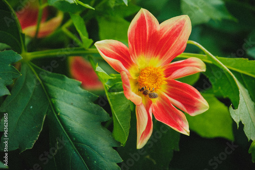 Mom's Flowers, August 2024