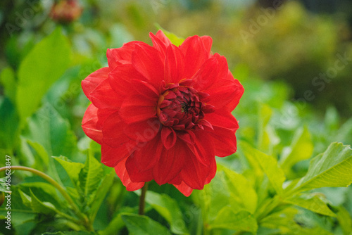 Mom's Flowers, August 2024