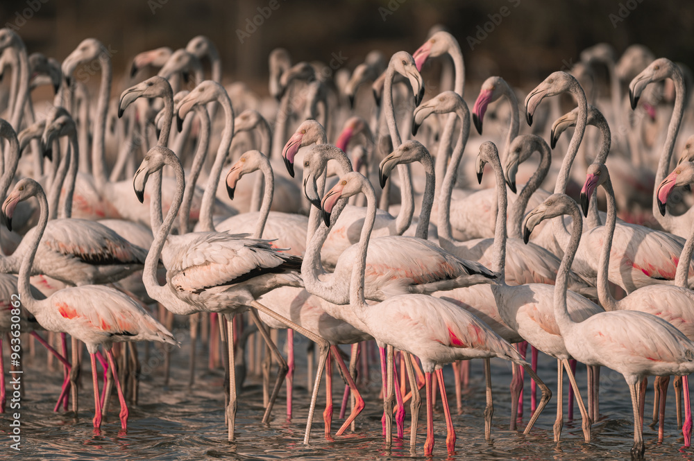 Φωτογραφία A flock of Flamingos in Qudra Lakes in the desert of Dubai UAE