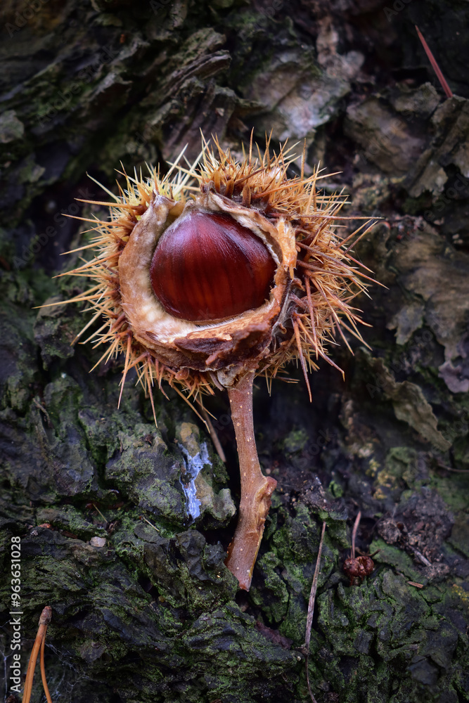 Sweet chestnut (Castanea sativa) in nature. Edible chestnuts belong to the genus Castanea and are enclosed in sharp, spine-covered burs. Sweet chestnut (Castanea sativa) in nature. Edible chestnuts belong to the genus Castanea and are enclosed in sharp, spine-covered burs.