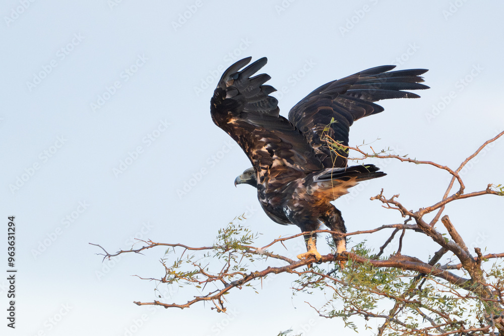 Fototapeta premium Eastern imperial eagle Aquila heliaca. Wildlife animal.