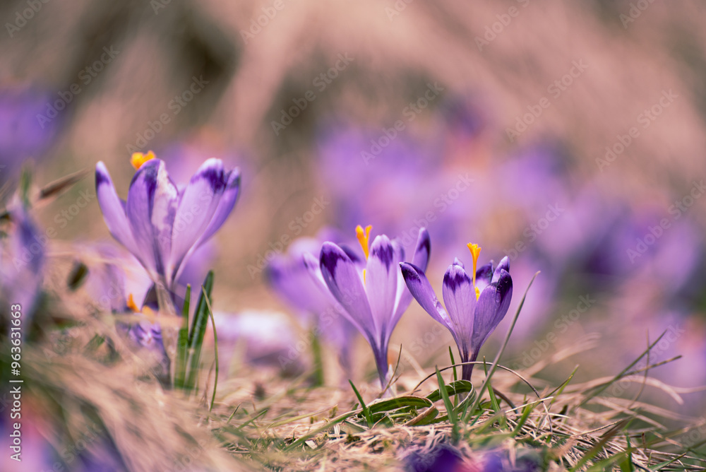 Spring crocus flowers, Easter background Spring crocus flowers, Easter background