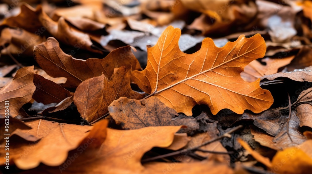 A close-up of a fallen oak leaf, its veins and texture visible in detail, surrounded by other autumn leaves in various shades of brown. A close-up of a fallen oak leaf, its veins and texture visible in detail, surrounded by other autumn leaves in various shades of brown.