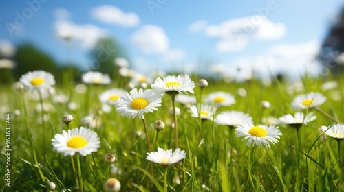 A field of daisies basking in the warm sunlight.