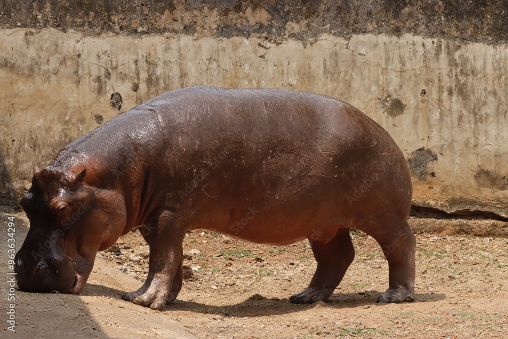 This captivating photograph showcases a hippopotamus partially submerged in water, with its massive head and ears peeking above the surface. The calm water and natural surroundings This captivating photograph showcases a hippopotamus partially submerged in water, with its massive head and ears peeking above the surface. The calm water and natural surroundings