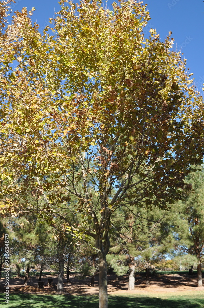 Naklejka premium autumn trees in the park