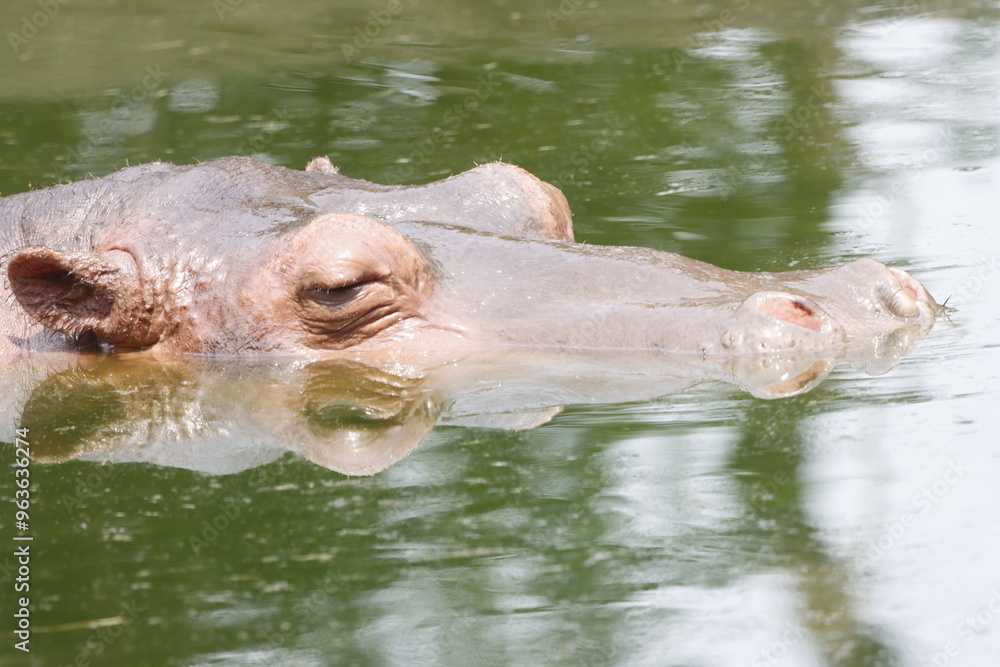 This captivating photograph showcases a hippopotamus partially submerged in water, with its massive head and ears peeking above the surface. The calm water and natural surroundings This captivating photograph showcases a hippopotamus partially submerged in water, with its massive head and ears peeking above the surface. The calm water and natural surroundings