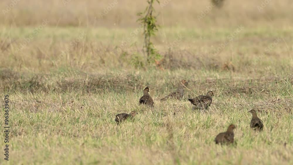 Grey partridge Perdix perdix. Slow motion. Birds walk in the field and fly away. Grey partridge Perdix perdix. Slow motion. Birds walk in the field and fly away.