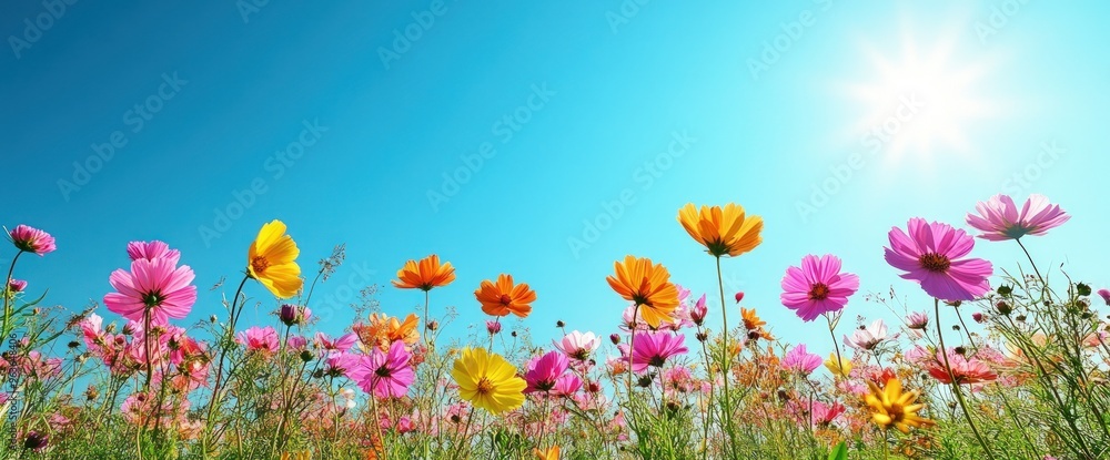 Colorful cosmos flowers Colorful cosmos flowers