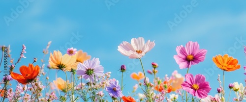 Colorful cosmos flowers in a meadow, wide-angle view