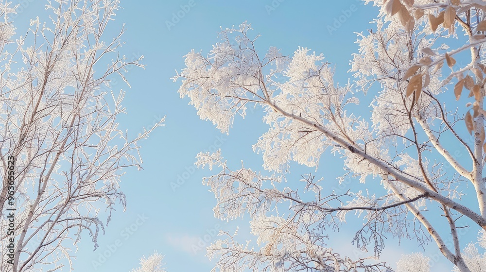 Birch branches covered in frost against a blue sky Birch branches covered in frost against a blue sky
